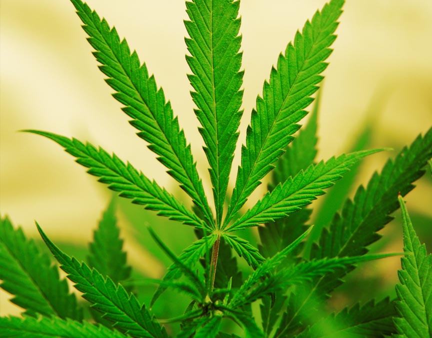 Marijuana Pot Attorneys, Washington State